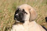KANGAL 081